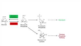 Glycogen Synthesis Glycogenesis Pathway [upl. by Cecilia]