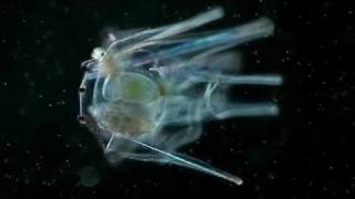 Plankton Chronicles Sea Urchins [upl. by Goodman]