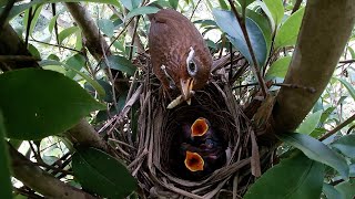 畫眉鳥育雛記錄，小鳥出殼的第3天 ｜Bird breeding records [upl. by Ilujna]