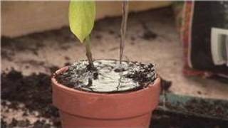 Pepper Plants  How to Transplant Pepper Plants [upl. by Haela]