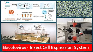 Recombinant Protein Expression in Baculovirus Insect Cell lines [upl. by Enorej]