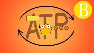 🔥 ¿Qué es el ATP  Adenosín trifosfato  Biología Desde Cero [upl. by Tletski]