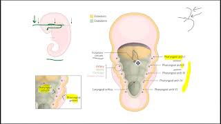 Thyroid Gland complete lecture part 2 in Hindi and urdu [upl. by Jeromy]