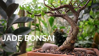 Dwarf Jade Bonsai  detailed pruning amp repotting  Portulacaria afra Bonsai [upl. by Dikmen]