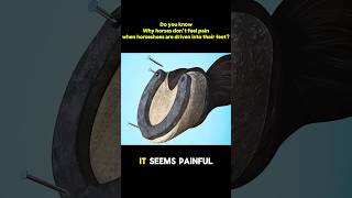 Why Horses Don’t Feel Pain When Horseshoes Are Nailed In – Surprising Facts knowledge horseshow [upl. by Eniarol]