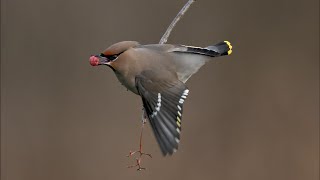 Waxwing Our Winter visitor such a beautiful bird so elegant Nikon Z9 Nikon 180600 [upl. by Nimzay]