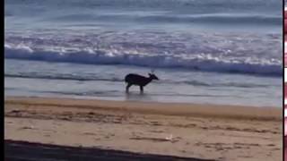 A buck goes for a swim in Ortley Beach [upl. by Ozzy]