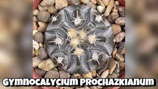 Gymnocalycium Prochazkianum growth and flower  Cactus and Succulent Collection shorts [upl. by Hannie315]