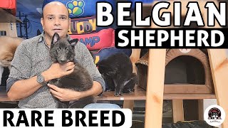 Belgian Shepherd Puppies  All About Rare Dog Breed  Funny amp Cute Puppies Video  Baadal Bhandaari [upl. by Rebme]