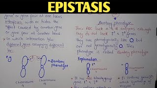 Epistasis Genetics  Bombay Phenotype  Class 12 Biology [upl. by Jehu25]