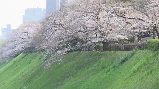 I ciliegi sono in fiore a Tokyo [upl. by Otnicaj262]