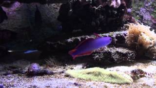 Nemateleotris decora Elegant firefish [upl. by Michaella]