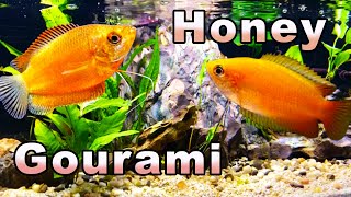 The Sweetest Gourami You Will Meet Honey Gourami Care and Breeding [upl. by Fabio569]