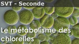 Métabolisme cellulaire cours [upl. by Seve]