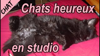 chats 7 conseils pour accueillir undes chats dans un petit appartement  sécuriser un balcon [upl. by Arondel]