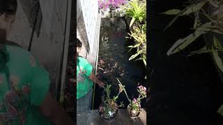 obat strees kolam nila depan rumah [upl. by Airtemak]