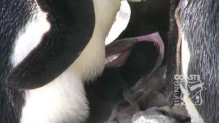 Penguin chick hatching at Living Coasts [upl. by Alexia]