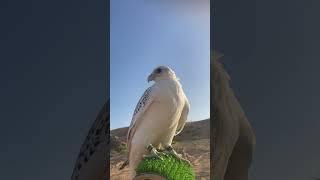 Bird falcon training birds falconery explore اكسبلور animals [upl. by Jehiah]