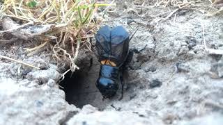 Field Cricket Gryllus campestris Stridulation [upl. by Rainwater874]