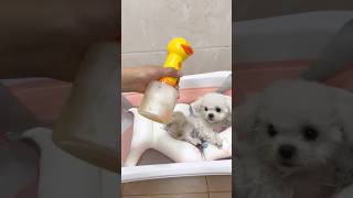 Bathing Your Pup A Hilarious Adventure 😜 [upl. by Publea]