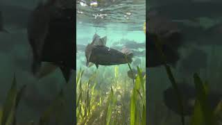 Giant trout fish in maramec springs fishing [upl. by Naleek526]