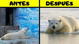 5 Animales que FUERON RETIRADOS de ZOOLOGICOS [upl. by Essile528]