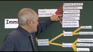 Immunity 2 Introduction and Classification Take 2 [upl. by Bottali]