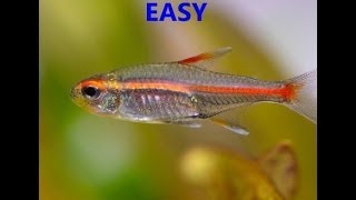 How to Breed Glowlight Tetras and my Introduction [upl. by Howell]