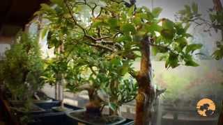 How to buy bonsai Trees a Guide to Choosing Bonsai Trees for Beginners [upl. by Ecnaralc]