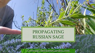 How to Propagate Russian Sage through Cuttings [upl. by Amabel]