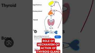 Thyroid hormone Mechanism of action TSH  T3T4 Or Thyroxinenorcet NURSING [upl. by Ahrendt]