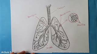 Come disegnare il polmone e le sue parti vedi descrizione [upl. by Nord]