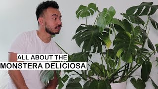 Monstera Deliciosa Care  Repotting  House Plants [upl. by Siari]