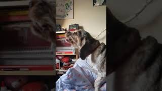 Cocker Spaniel Barking in SlowMo  Bridgets bark sesh [upl. by Zoe41]