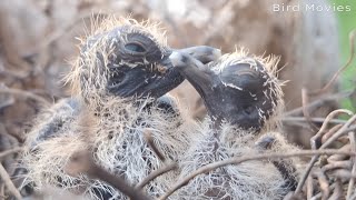 Meeting a pigeons nest  beautiful natural atmosphere [upl. by Bergin]