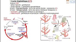 Biologie végétale part 3les cycles de développement des thallophytes chlorophylliens [upl. by Rolat]