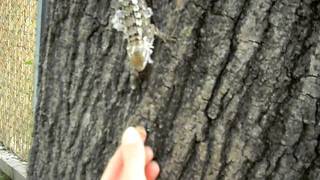 Texas spiny lizard [upl. by Delphinia]