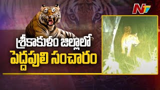 Tiger Spotted In Srikakulam Districts Pathapatnam  Ntv [upl. by Weigle]