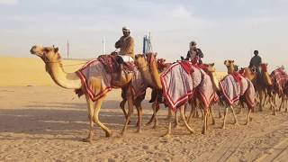 Camel Racing in Kuwait  180210 [upl. by Nylirrej]