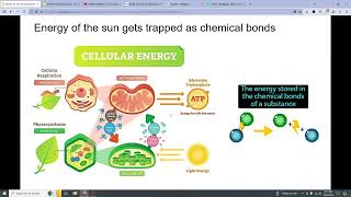 AP BIO 31 to 33 [upl. by Apollus]