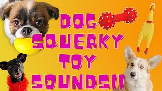 Dog Squeaky Toy Sounds  Squeak Sound Dogs Love [upl. by Peer]