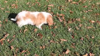 Cavalier King Charles Spaniel Puppies for Sale [upl. by Castro]