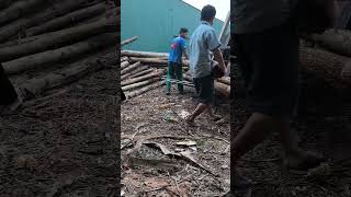 Workers stacking acacia trees for wood processing using an 8ft veneer peeling machine woodmachine [upl. by Biebel556]