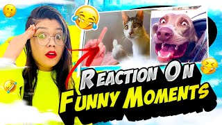 Funniest Cats and Dogs 🐶🐱  Funny Moment Reaction 😂🤣 Funny Animals part1 [upl. by Maryjane]