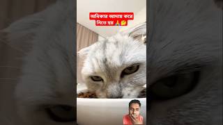 Very Special Funny Moments 🥲  Cute little Cat cat funny animals shorts comedy trending [upl. by Burke]