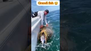 attacchi di grossi pescato 😲  animali del mare Shorts animali pescato [upl. by Attaynik855]