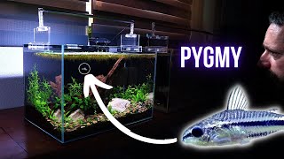 PYGMY CORYDORAS is a TINY catfish with MUSTACHE whiskers  EP2 NANO COMMUNITY AQUARIUM [upl. by Farra597]