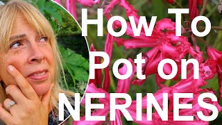 Tropical gardens UK How to Pot and Plant Exotic Nerine Guernsey Lily Bulbs [upl. by Azitram929]