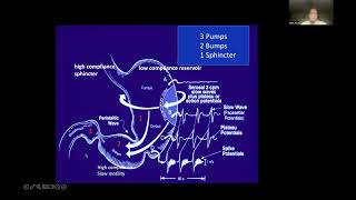 Rediscovering gastric motility and Electrogastrography in relation to disease  Dr Mark Noar [upl. by Aicilanna151]