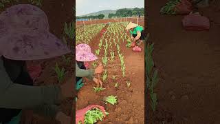 Vegetable growing shorts farming [upl. by Ardnauqal518]